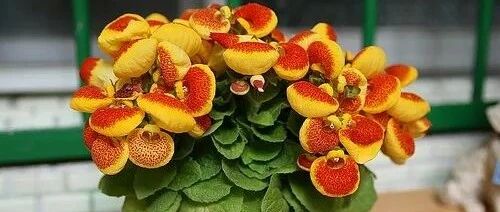 8种与“钱”有关的植物，在家养一盆招财旺运！