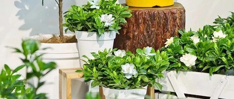 家养六种花，个个都是“醋坛子”，隔几天喝一点醋，叶子绿油油的，越长越旺盛！