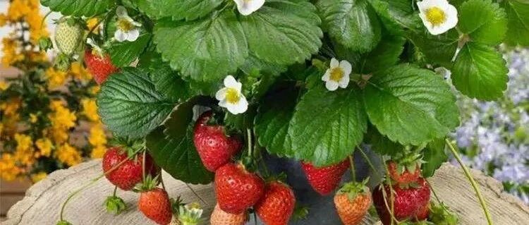 春天种草莓，不用花钱买苗，教你个免费获得草莓小苗的方法