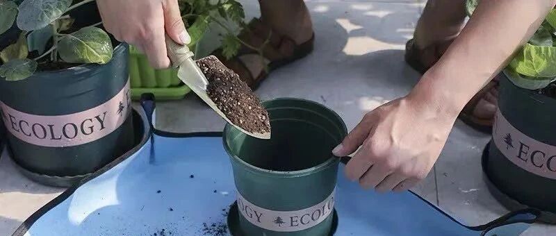 秋天给花草换盆、换土的黄金期到了，手把手教你如何给花草换盆！新手必看！