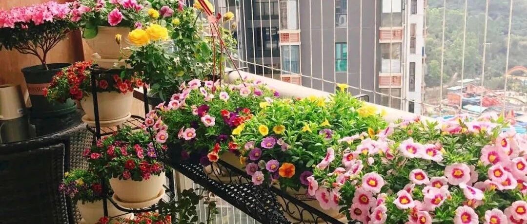 金秋十月，这六种漂亮的花一定不能少，家里养几盆，繁花满枝，美如仙境！