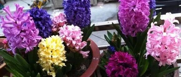 卧室千万别养这4种花，养在卧室的赶快搬出去，有害身体健康！