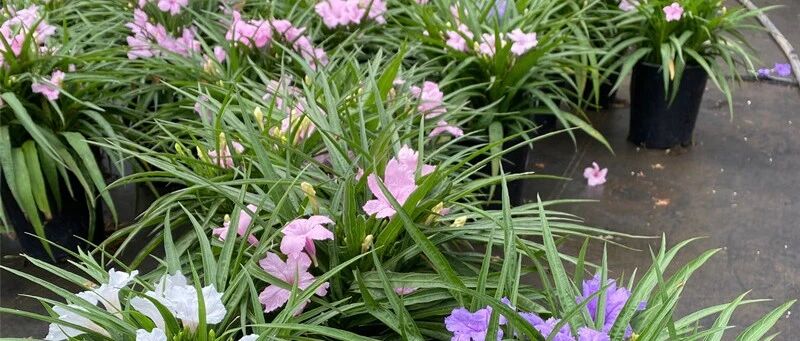 这7种花10°C还不搬进屋，当心明年收空盆！