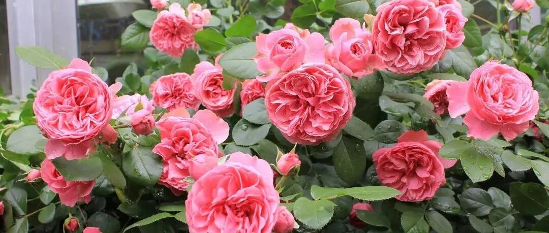 春天养花最怕4种水，越浇水死得越快！