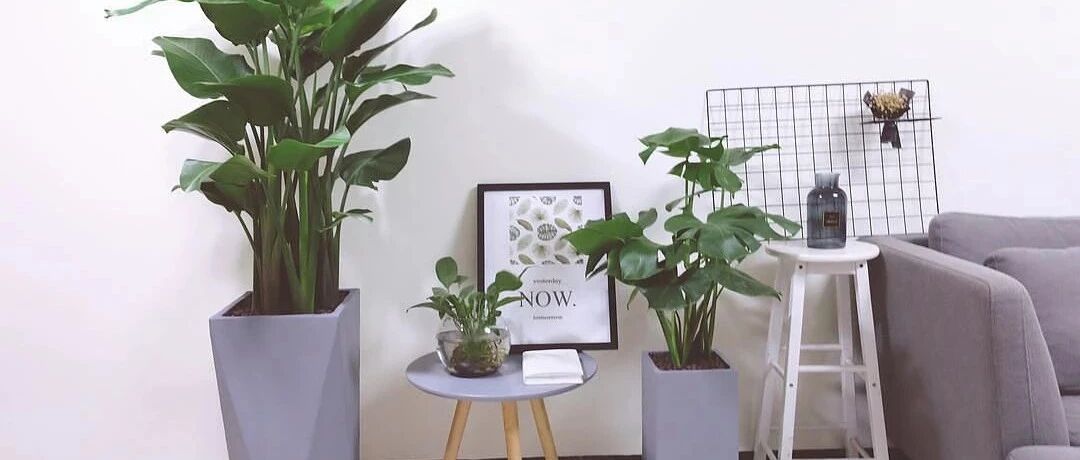 最适合客厅摆放的观叶植物，瞬间提升生活格调！