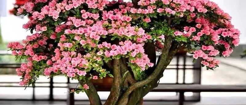 这6种花寓意喜庆，好看又好养，越养越值钱，老了都是“传家宝”！