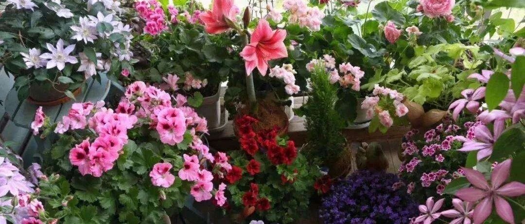 人养花、花也养人，家养9种花，清新空气、美化环境，越养越健康！