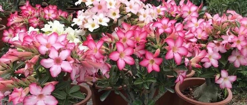 最适合懒人养的5种花，省心又好养，偶尔浇浇水就能活，你家养了吗？