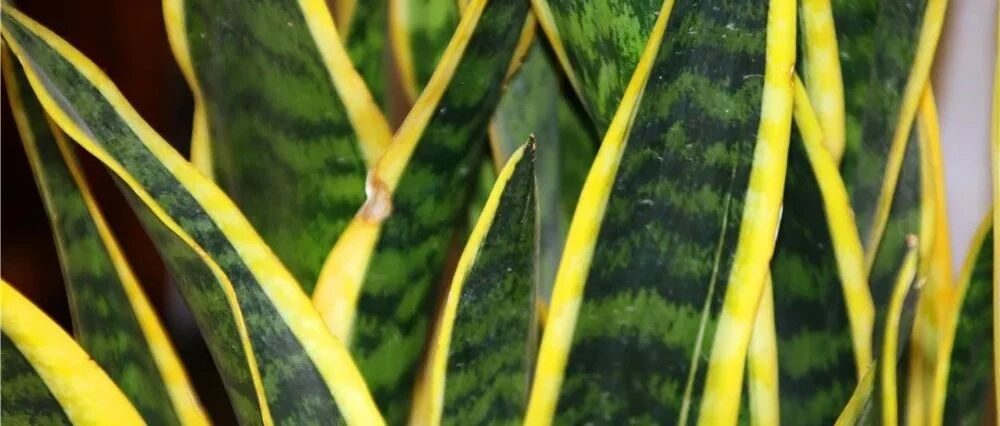 虎皮兰春天有“3怕”，避开后叶子疯狂生长！