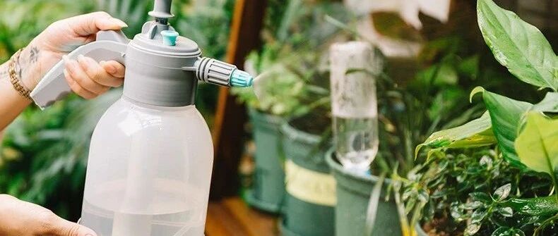 家里养花，这几种天然“杀虫水”一定不能少，安全又好用！