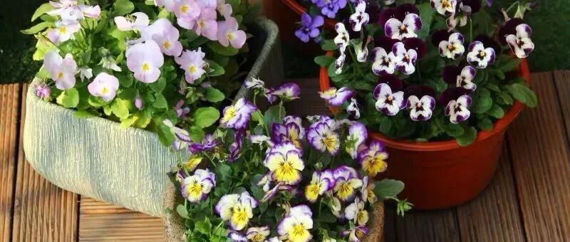 冬天一定要入手的十二种花，款款都是精品，家里养几盆，春意盎然、美如仙境！