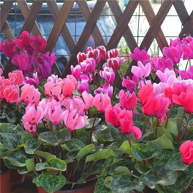 冬天养这八种花，红红火火招福旺财、旺宅旺事业！