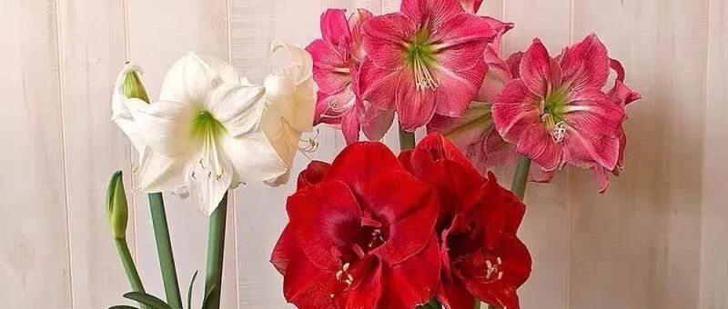 十种年宵花，个个都是颜值担当，春节期间养几盆，漂亮又喜庆，亲戚来了都夸好！