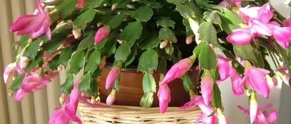 蟹爪兰浇水的3个小技巧，学会以后，再也不担心水大烂根了！