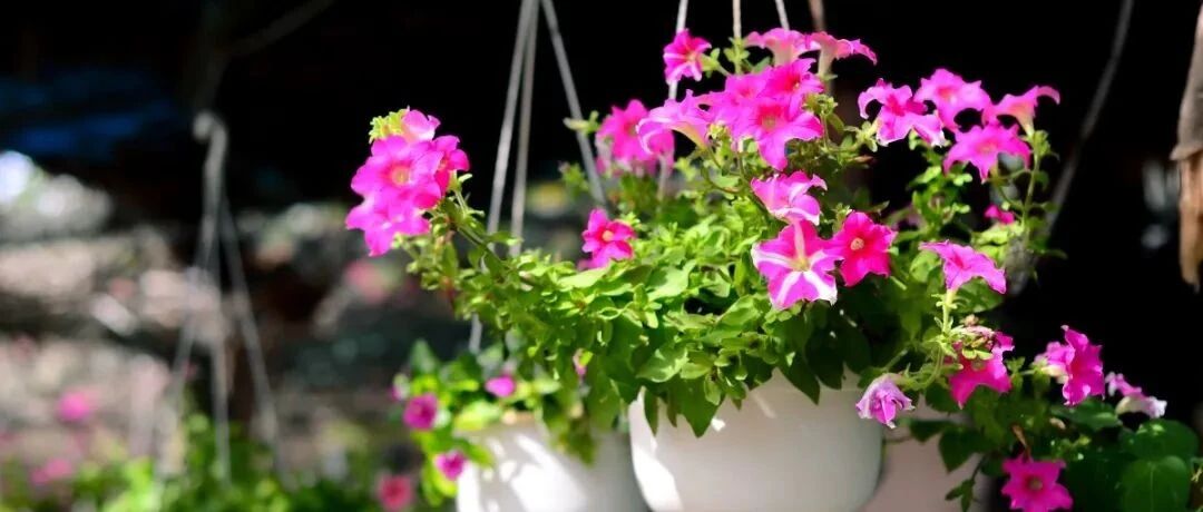 花盆里放这8样东西，养花不在积水烂根！