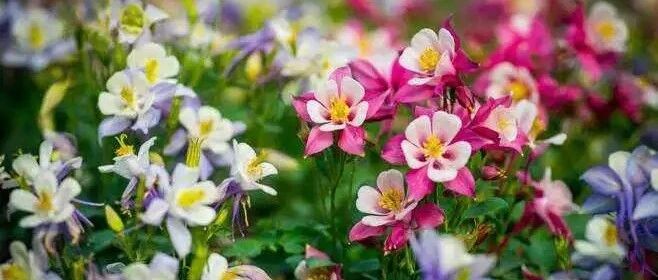 名字土掉渣的12种花，开花却惊艳了众人！