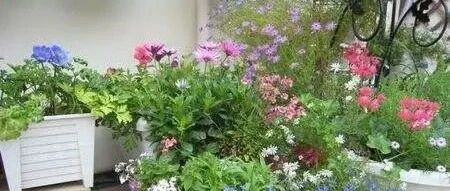 养花中毒后的八个症状 看看你有没有中毒呢？