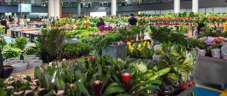现在逛花市，这3类花千万不要买！