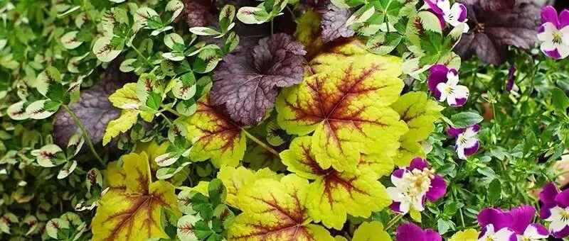 5种“耐冻花”，北方冬天也能养，家里养几盆，五彩斑斓，美得移不开眼！