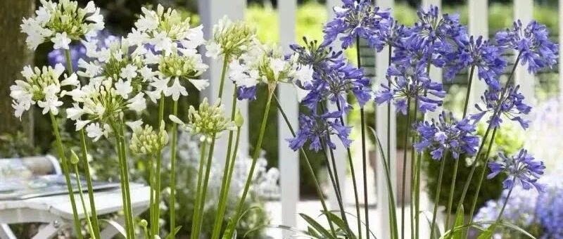 冬天养花，最实用的12个小技巧，新手们速速收藏！