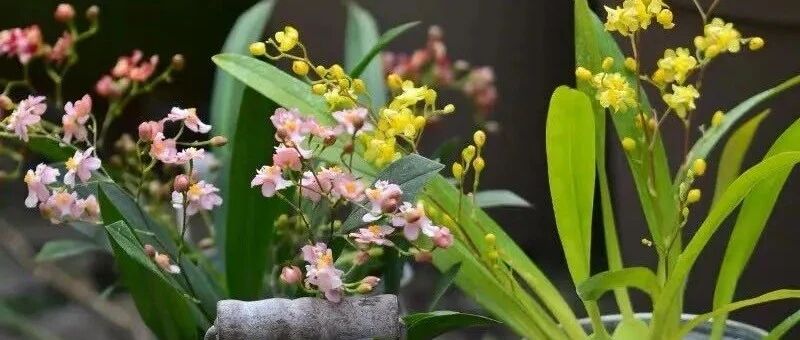 4种“转运花”，开花就有好兆头，家里养一盆，好看又吉利，越养越旺家！