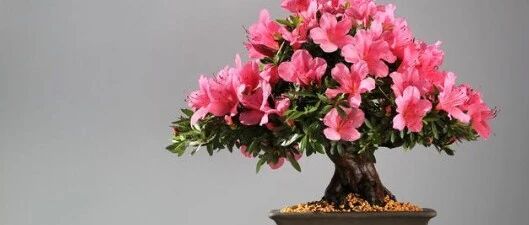 这几种花卉都是长命花，越养越值钱，你家里养了几种了呢？