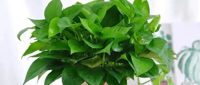 霜降快到了，这八种花怕冷，赶紧搬回屋，小心天冷只剩盆！