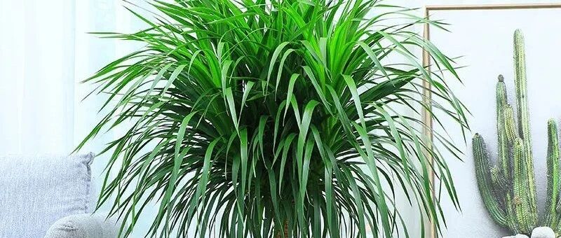 客厅养这些懒人植物，一个月不管也能活的很好