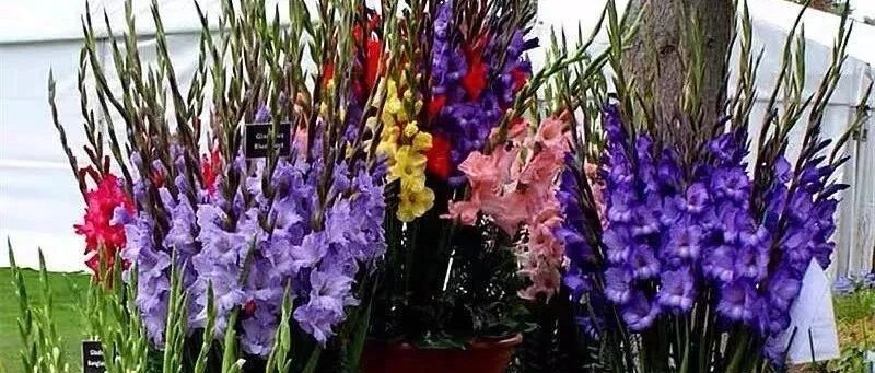 家里养这五种花，日子节节高升，生活顺风又顺水！