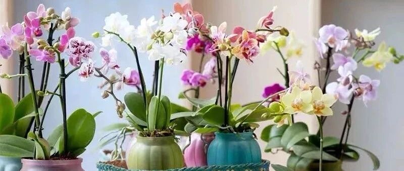 这9种花卉看过的人都喜欢，冬季在家养几盆，高端大气上档次！