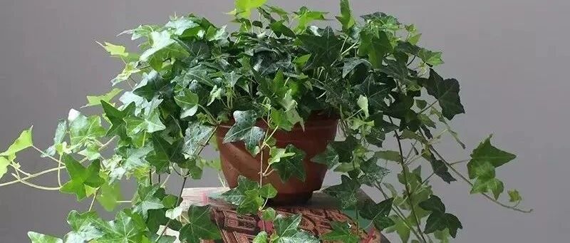 盘点15种“耐阴花”，光照不好也能长满屋！