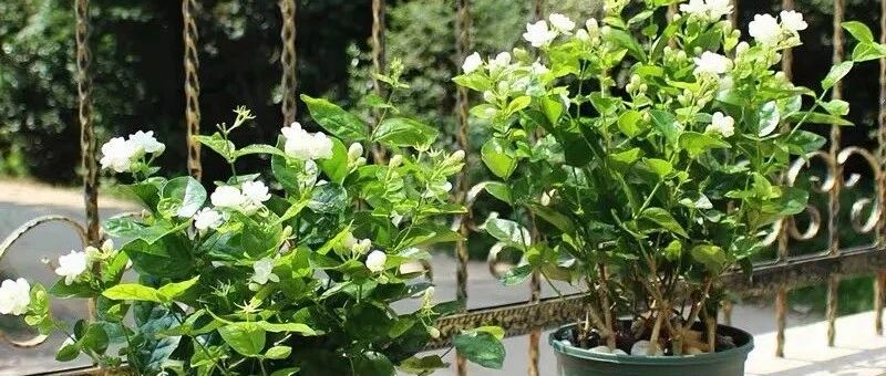 卧室必养的五种花，杀菌消炎助睡眠，一夜好梦睡得香！