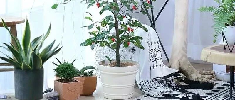 客厅养花这五种一定要选，寓意好还能吸废气，护宅旺财人人爱，好看又好养！