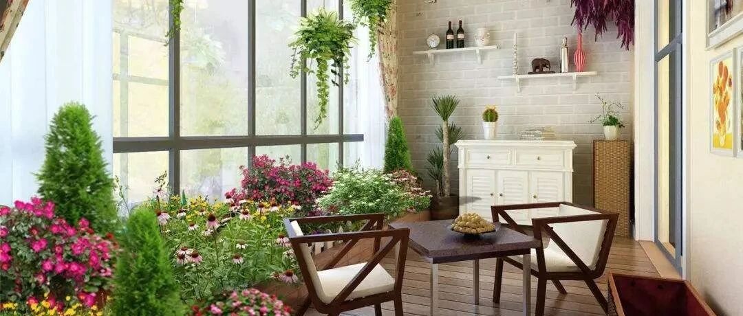 客厅就养这些懒人花，一个月不管也能活的很好