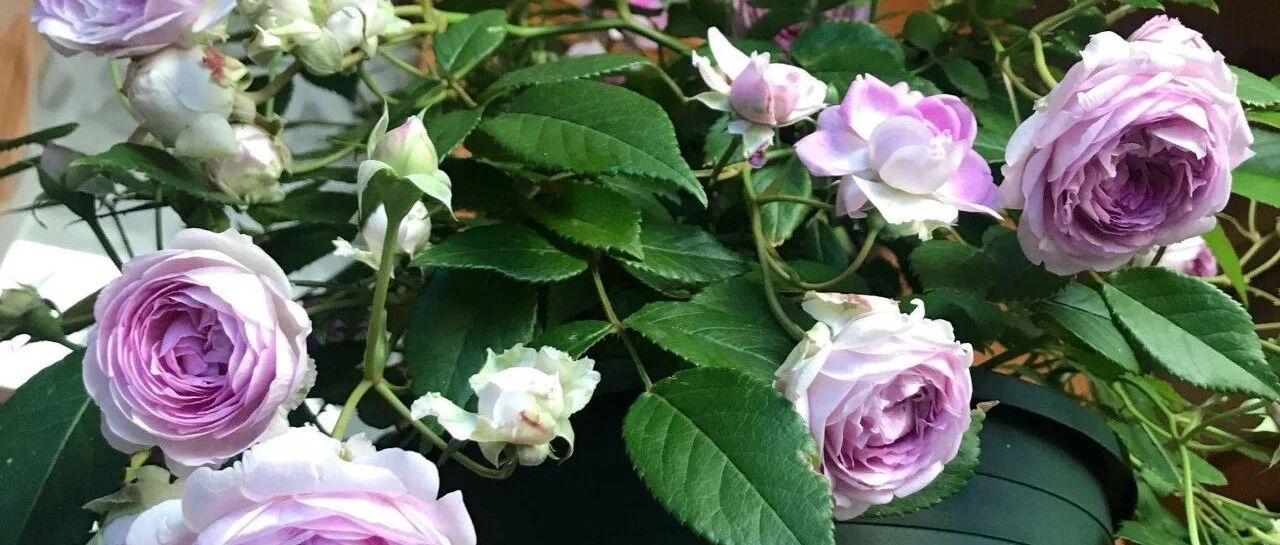 心灵手巧的花友，养花从不买花盆，自己做比买的更漂亮！