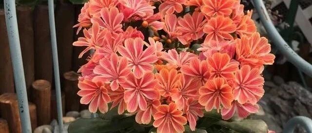 10种花期很长、俏丽多姿的花卉，喜欢养花的朋友，赶快养起来吧！