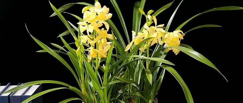 公认最难养的10种花，新手别轻易尝试，你养活了几种?