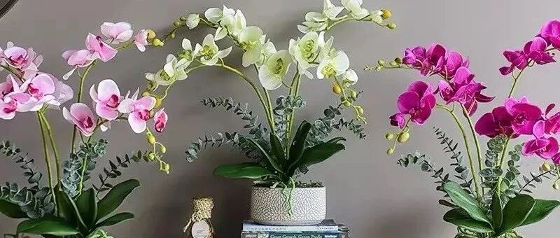 八种“吉祥兰”，高贵又典雅，幸福又安康！