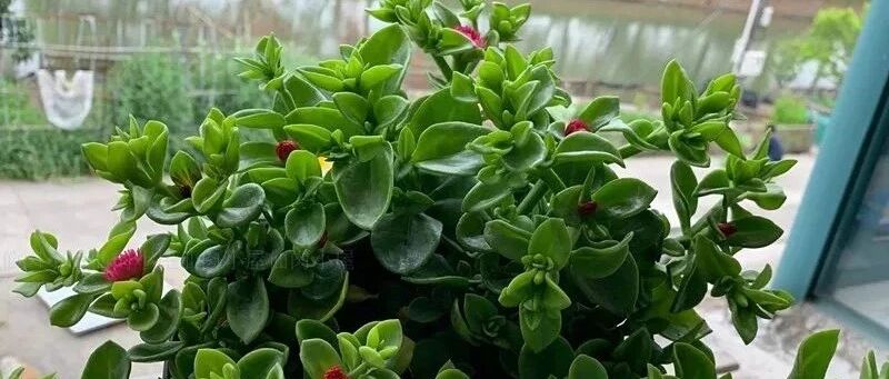 这5种花太好养，沾土就活，养一次就上瘾！