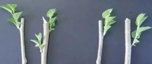 最简单的生根剂 在家就能做 杀菌又壮根 养花必备