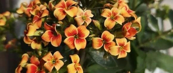 长寿花、文竹、蟹爪兰、芦荟、虎尾兰千万别乱摆放，否则不是黄叶就是枯死