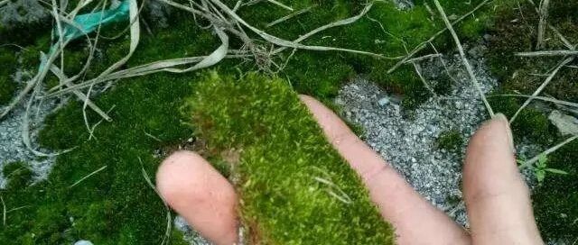 春雨过后，“苔藓”疯长，挖一块养在家里，文雅又别致