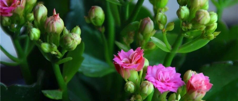 喜欢养花的朋友千万别错过这篇文章！