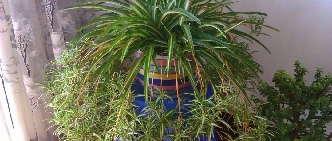 春天吊兰这么养，长疯了！