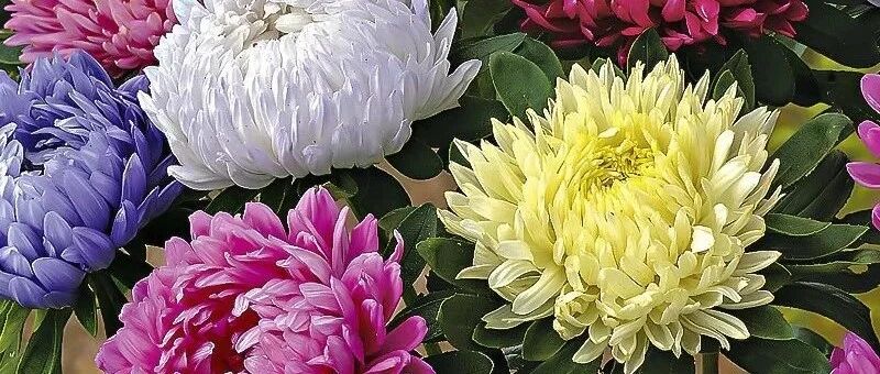 这几种花，又便宜又好养，花色多还漂亮！