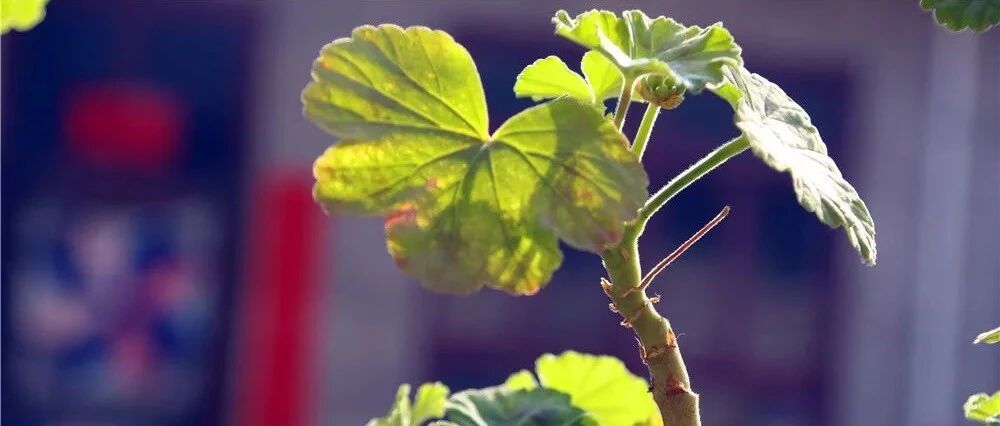 家里养的花黄叶、掉叶子？原因都在这里！