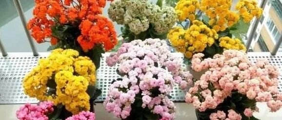 长寿花最容易踩的5个“坑”，避开了就能养好