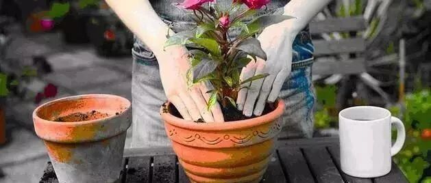 最佳翻盆时间就剩最后几天了，错过翻盆你可能今年都见不到开花