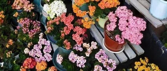 长寿花总是扦插不活？做好几个小细节，插1盆活1盆