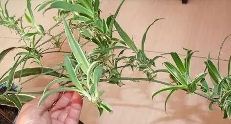 吊兰繁殖方法详解